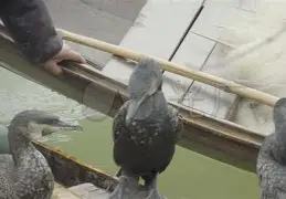 z?vt殉?Ho?$:鷧?譡e齚香L?j??的简单介绍